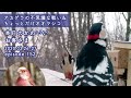 『アカゲラの不思議な戦い&ちょっとだけオオマシコ』本日のかわいいお客さま 2020/03/26-27 ep152