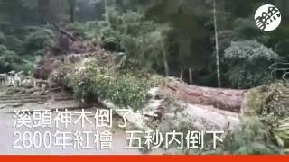 溪頭神木倒了2800年紅檜五秒內倒下