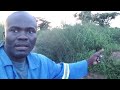 legume + herbes d'Afrique pour cochon d'Inde