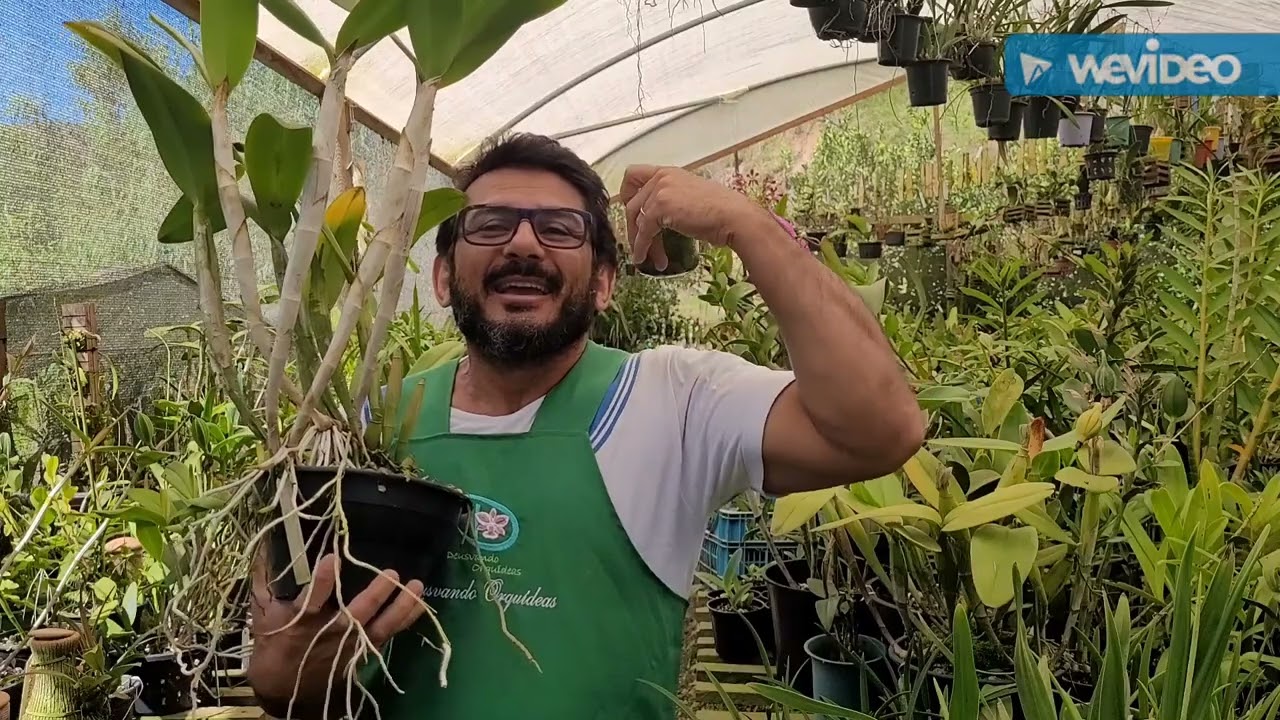 Orquídeas Grandes, Vasos Volumosos