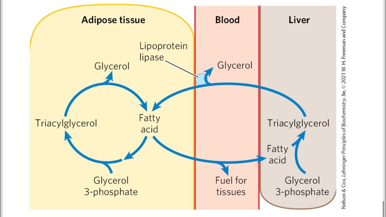 Biosynthesis of Triacylglycerols and Membrane Phospholipids,Lipid ...