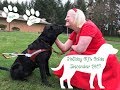 Guide and Service Dog Holiday Gift Guide 2017