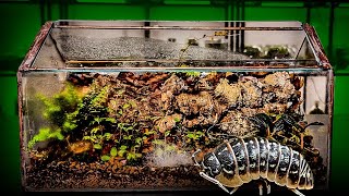 How To Make A Terrarium For Isopods (easy)