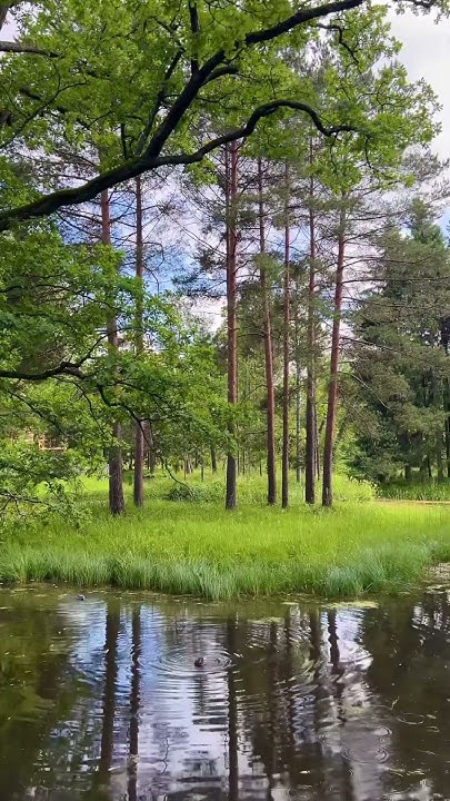 И снова волшебный Екатерининский парк! В какую сторону не посмотришь ...