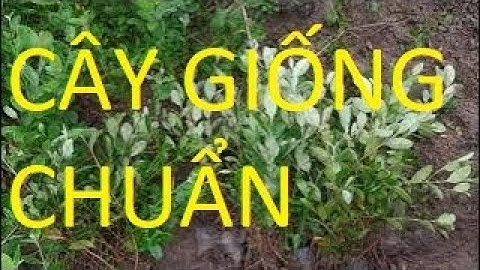 trồng cây sim loại nào tốt ( khiêm sim farm- 094.292.6116 )