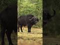 A Lion Pride Hunted A Buffalo. The Herd Had Other Plans. 🦬🦁