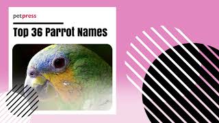 Top 36 Parrot Names 🦜 - Male, Female, Funny and More Names For A Parrot | PetPress