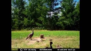 RKV12 2016 0630 VID0611 Turkey Poults