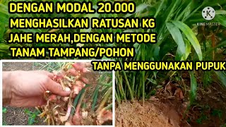 Cara Menanam Jahe Merah/Tipakan Metode Tampang/Pohon Dengan Hasil Memuaskan