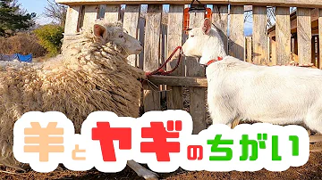 やぎ 鳴き声 Mp3 やぎ 鳴き声 Mp3