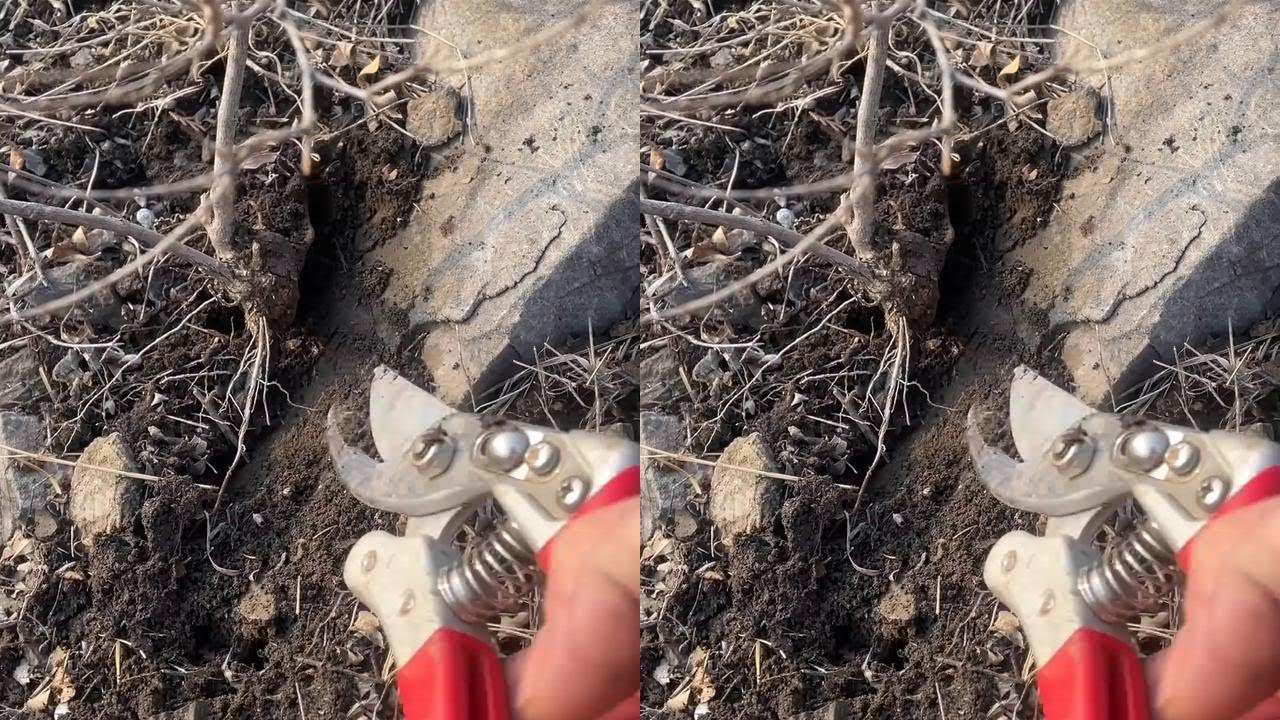 Follow-up has taken root. #bonsai production #bonsai #bonsai material #huangjing bonsai