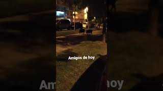 Graban a dos jabalíes en la Ronda das Fontiñas