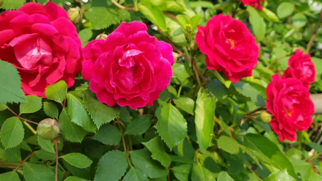 A Beautiful Rose Tree has Lots of Roses - YouTube