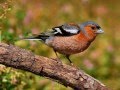 Canto de aves de ciudad