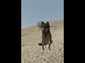 Going crazy!!! | Wolfquest AE meme!