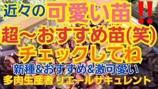 【多肉植物】【ガーデニング】近々の超～可愛い苗❤️新種苗‼️おすすめ苗