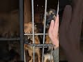Утро субботы в приюте Сириус в Киевской области. Все ищут дом. #собака #приютдлясобак #dogshelter