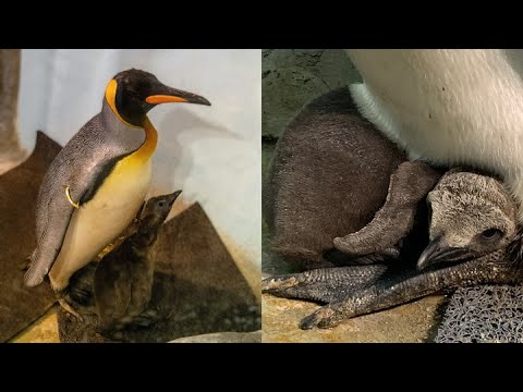 Meet The Montreal Biodôme S New Baby Penguin 