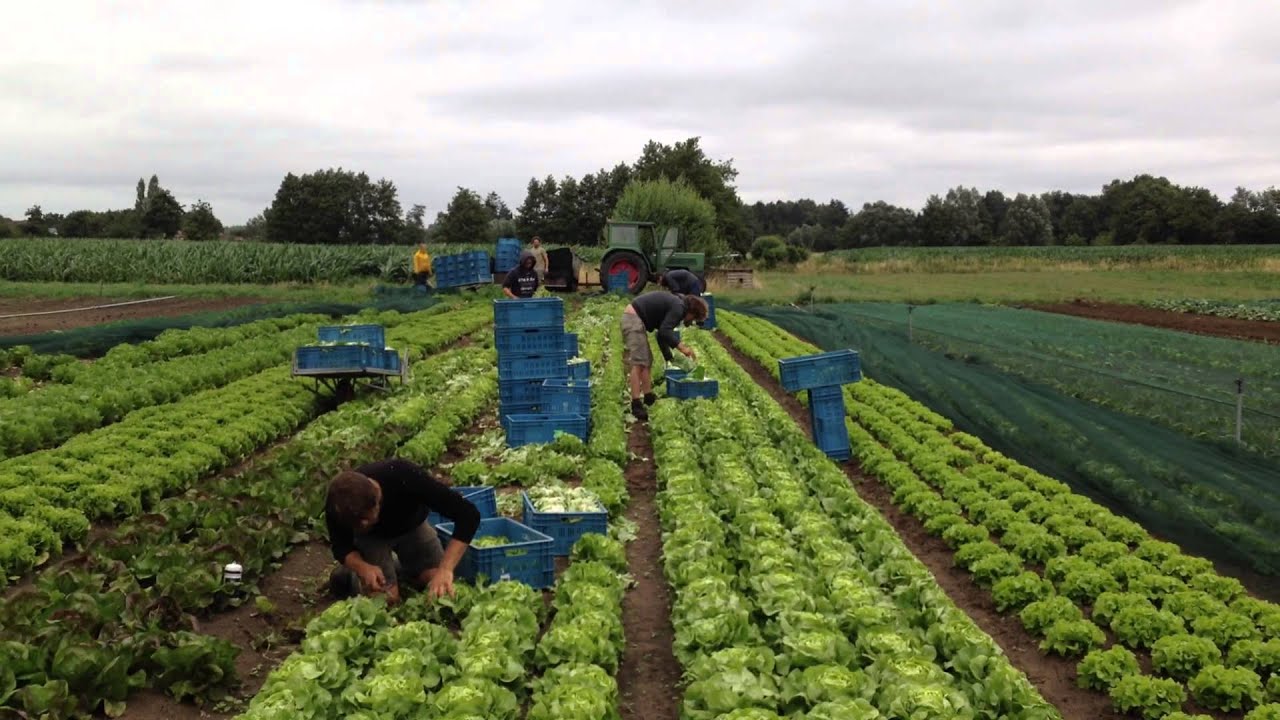 De wassende maan; sla-oogst