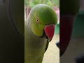 Ringneck parrot Bird talking mithu ! #parrot #talkingparot #birds #ytshorts