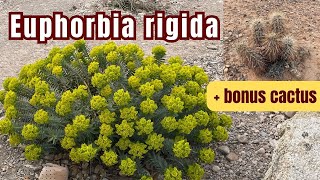 Yes, This Is A Euphorbia Rigida In Full Bloom