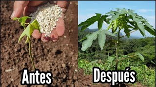 Increíble Recupera tu Planta con tan solo 1 Ingrediente