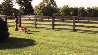 Global K9 Protection: Interview w/Derek Brown