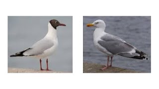 Stumfilm Måsen Och Truten