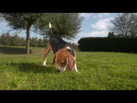 Video: Beagle Hondenras Hypoallergeen, Gezondheid En Levensduur