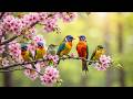 Gentle Birdsong &amp; Soft Piano 🌸 Peaceful Nature Sounds 💫 Deep Sleep &amp; Relaxation