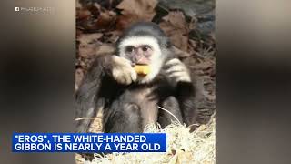 Philadelphia Zoo's Eros, a white-handed gibbon, is growing up!