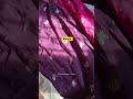 #meesho #haul #saree #unboxing #review #trending #viral #shorts #beautiful #shopping