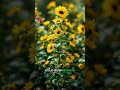 10 Full-Sun Flowers That Refuse to Wilt | Ultimate Summer Bloom Guide 🌞🌸