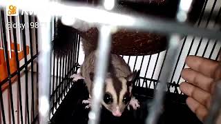 Suara sugar glider