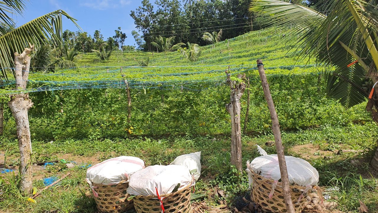 THE IMPACT OF SOCIAL MEDIA IN FARMING || REAL TALK and AMPALAYA UPDATES