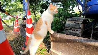 パトロール中に侵入者を見つけた猫