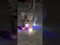 Cat Enjoyment ❤️