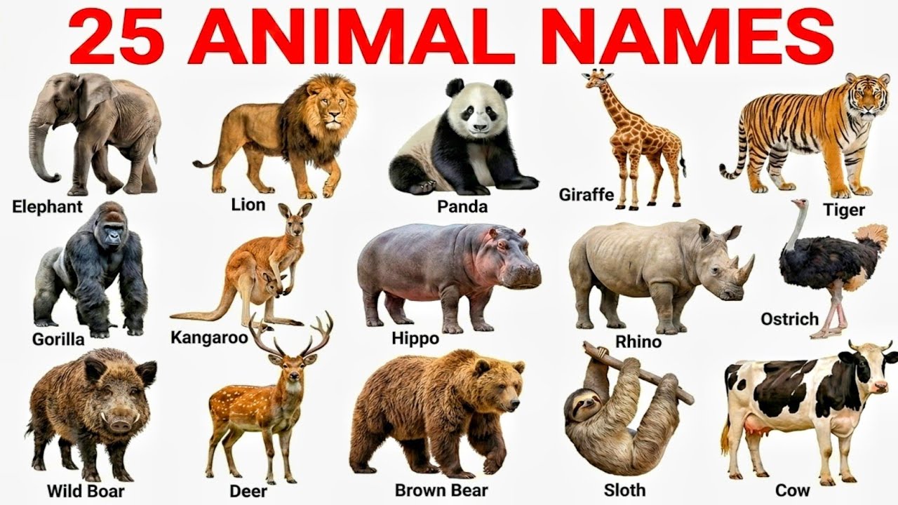 25 Animals Name English to Hindi | Animals Name | जानवरों के नाम |  Educational Video 
