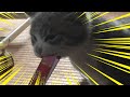 保護した仔猫が初めてのご飯『ちゅ〜る』を食べる！！！