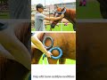 Pemf Machine for Horses - Honkay