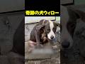 傷ついた野良犬がハッピーになるまで...！＃保護犬 #感動する話