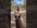 Trailblazing &amp; Bushwhacking the High Country: Mule &amp; Horse Wilderness Ride #subscribe