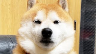 暇になると禅を極めようとする柴犬
