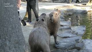 For people who are interested in Capybaras. How Donut Controls the Herd and Ensures Peace