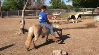 Bryce ride flicka Bareback and bridleless thru pony pen
