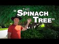 Chaya  discover the power of the spinach tree