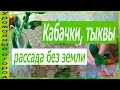 РАССАДА КАБАЧКА И ТЫКВЫ БЕЗ ЗЕМЛИ!2 ЛУЧШИХ СОРТА КАБАЧКА!