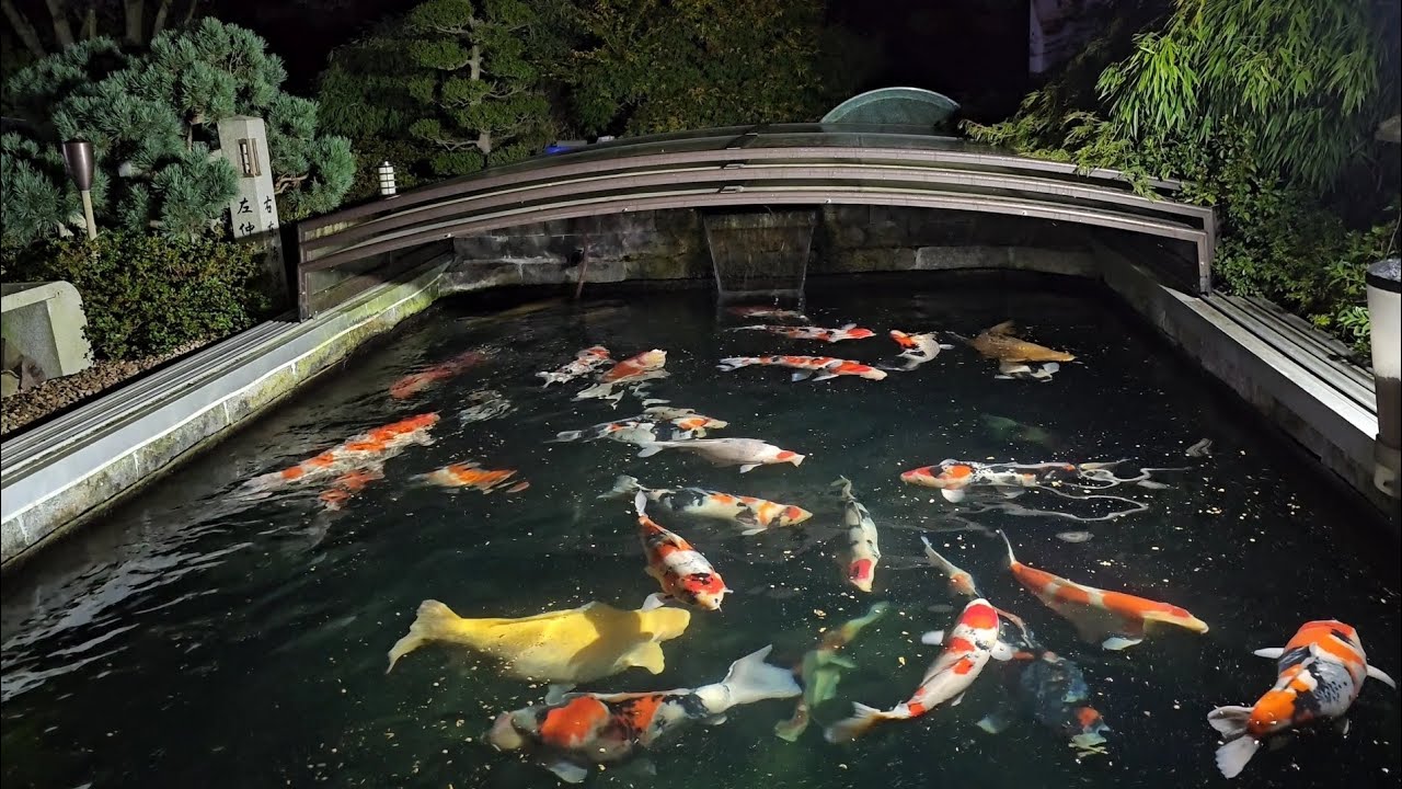 Show-Teich R.S KOI CONSULTING - 24.08.2024