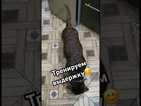 Наш выпускник Форбс (шоколадный лабрадор 4,5 месяца)😍 #labrador #puppy #dog #лабрадоры #viral
