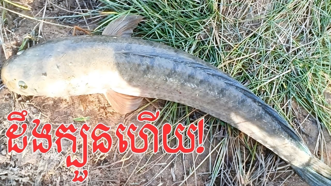 ប្លង់ថ្មី ដឹងក្បួនគេចទៅណារួច ត្រី១ក្បាលមិនក្រោម១គីឡូ